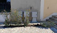 Aiuola danneggiata per la seconda volta dai vandali