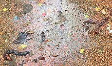 Inflitrazioni d'acqua rossastra alla villa comunale: scatta l'allarme