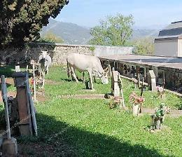 Due mucche avvistate al cimitero di Veroli 