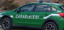 Trovato un lupo morto. Si sospetta un avvelenamento