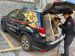 Armi e munizioni: arrestato un sessantanovenne 