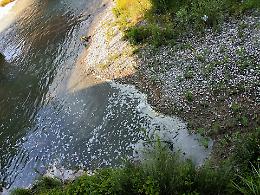 Ancora schiuma nel fiume Liri. E nessuno si muove