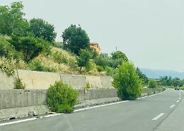 Erbacce e piante in superstrada