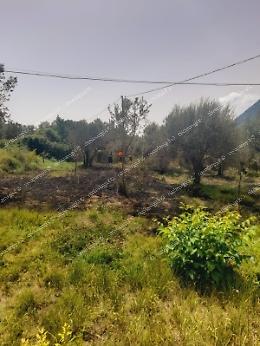 Brucia un uliveto incolto. Le fiamme minacciano le abitazioni vicine