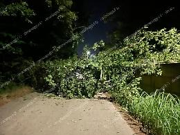 Pianta cade lungo la strada che porta alla stazione di servizio. Traffico bloccato