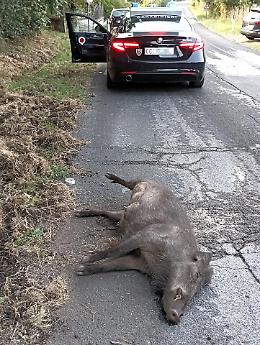 Emergenza cinghiali. Ancora un incidente