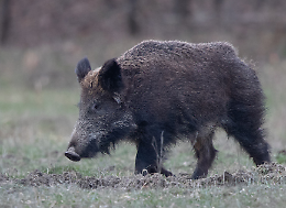 Aggredito da un cinghiale, cacciatore in ospedale
