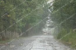Maltempo a Cassino, diversi alberi caduti in strada 