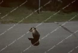 Avvistato un orso a spasso tra i frutteti