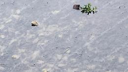 Vandali in azione. Piante buttate nel fiume Liri 