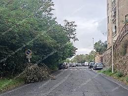 Ramo caduto in strada. Dopo dieci giorni nessun intervento