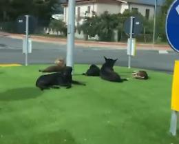 Branco di cani al centro della rotatoria