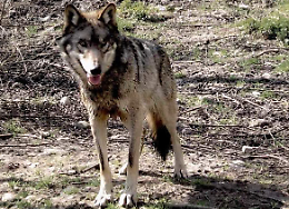 Un lupo sbrana una pecora in pieno giorno: paura nella comunità