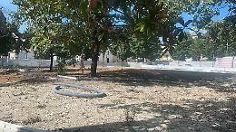 Scalo: arrivano gli alberi per la nuova piazza 