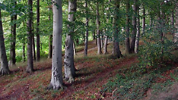 Si sente male mentre cerca funghi nel bosco. Muore un anziano 