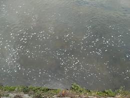 Schiuma nelle acque del fiume Liri, torna l'allarme per la qualità delle acque