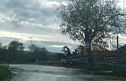 Maltempo, traffico bloccato dalla caduta di un albero. Sul posto i vigili del fuoco