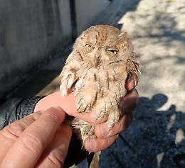 Civetta resta intrappolata in una rete: messa in salvo 