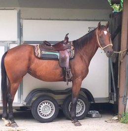 Tre lupi in giardino sbranano un cavallo: «Aria è morta davanti ai miei occhi»