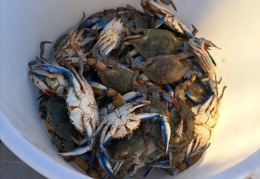Pesca, i danni del granchio blu