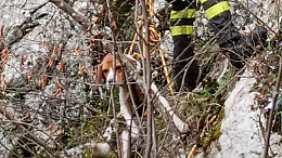 Cane caduto in un dirupo di 40 metri salvato dai vigili del fuoco