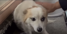 Rimane senza famiglia dopo il disastro aereo. La storia del cagnolino Pudding