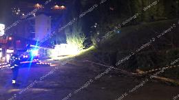 Cade un albero in viale Mazzini, soccorsi sul posto 