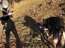 Animali morti nell’area del Parco. Forse avvelenati