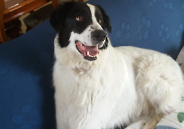 Cane avvelenato. Presentata denuncia  contro ignoti