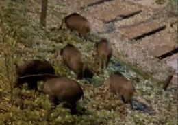 Il Comune a "caccia" di cinghiali in città
