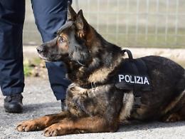 Controlli nelle scuole: trovata droga nei bagni 