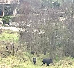 “Arruolati” i cacciatori per allontanare i cinghiali