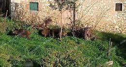 Cinghiali immortalati nei giardini delle abitazioni 