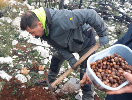 Bosco distrutto dai piromani, continua la semina delle ghiande
