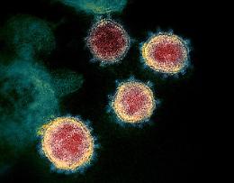 Scoperto in Cina un nuovo coronavirus: si trasmette all'uomo dai pipistrelli