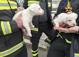 Sorpresa davanti alla caserma dei vigili del fuoco: trovati due cuccioli di cane