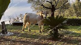Mucche e tori a spasso nei pressi dell'abbazia di Montecassino