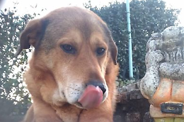 Rubano nella sua abitazione e avvelenano il cane
