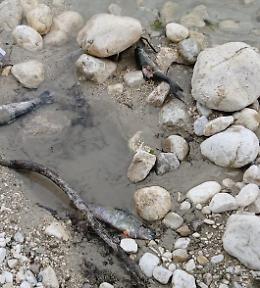 Rinvenuti pesci morti nel torrente Mollarino