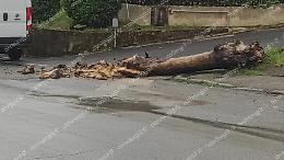 Platano cade in via Moro. Tanta paura ma nessun danno