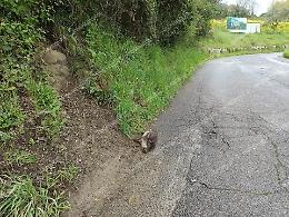 Ordinanze contro i cinghiali. Ma finora nessuna cattura