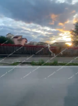 Lama fugge dal circo e corre in strada