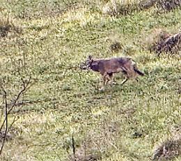 Avvistato un lupo in zona Colle Rasoio: il racconto