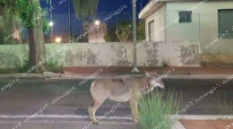 Lupi fanno strage di animali in periferia