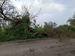 Albero abbattuto dal forte vento lungo la Rotabile San Francesco