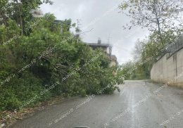 Maltempo, alberi caduti e rami in strada