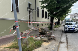 Albero pericolante, arrivano i vigili del fuoco