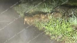 Gli attraversa davanti un gruppo di cinghiali. Torna la paura
