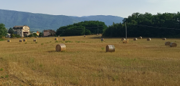 Tanti cinghiali e poco bestiame. Aziende in crisi