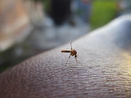 West Nile, un altro caso in Ciociaria: ricoverato un uomo